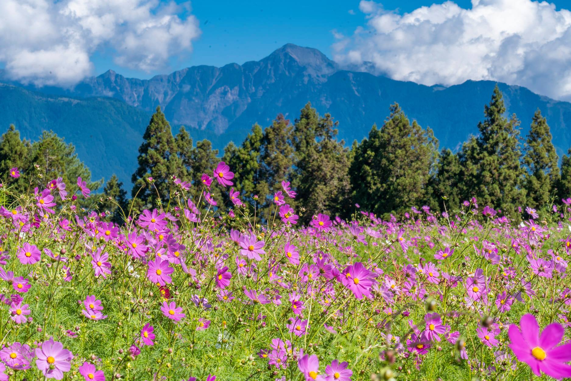 台灣9月旅遊活動和景點☀️中秋節連假去哪玩? 3 福壽山農場波斯菊花海