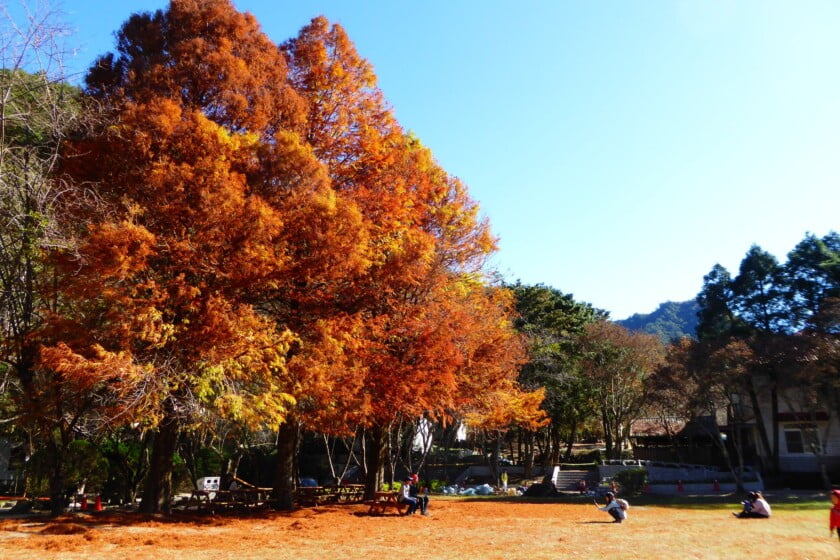 2021年12月活動和景點 ❄️冬天國內旅遊適合去哪裡玩 13 奧大萬楓葉