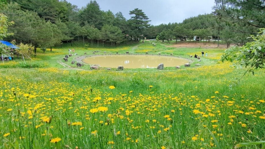 福壽山農場貓耳葉菊