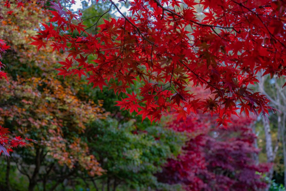 台灣11月活動和旅遊景點🍂秋冬楓葉芒花季節 4 福壽山農場楓葉