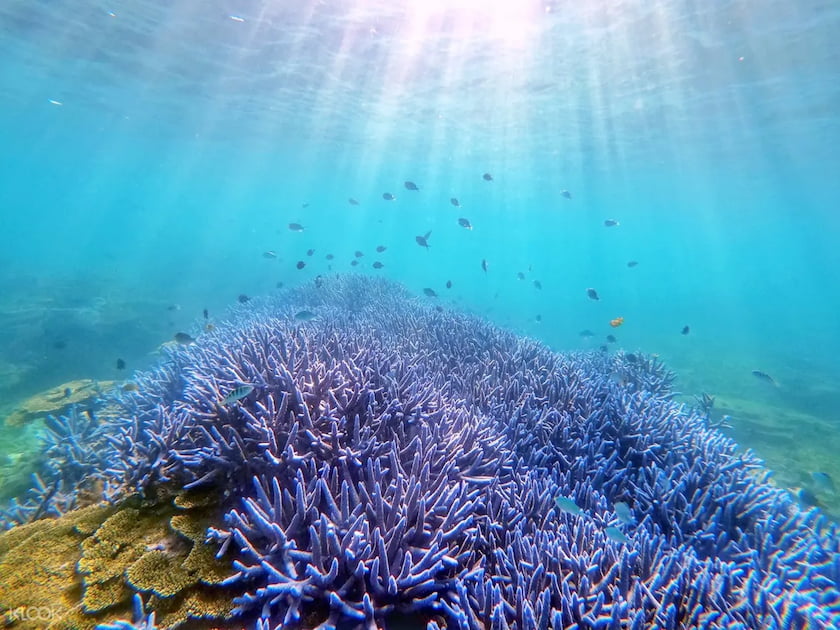 澎湖的紫色珊瑚礁