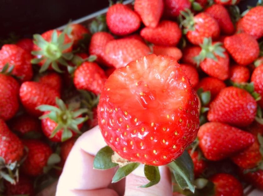 strawberry2021